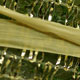 novit� del 18-12-2005